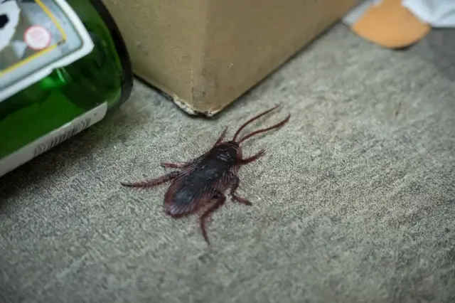 ゴキブリが出ているゴミ屋敷の片付けと駆除の費用はいくら?