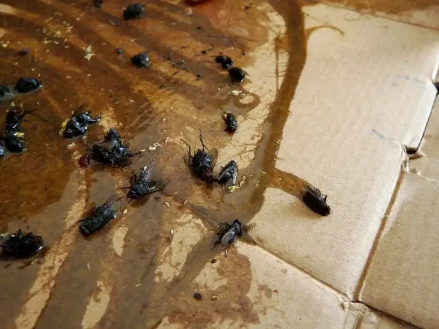 ゴミ屋敷に虫が大量発生する原因は?
